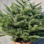 Normandská jedľa (Abies Nordmanniana) - výška 70-90 cm, kont. C12L